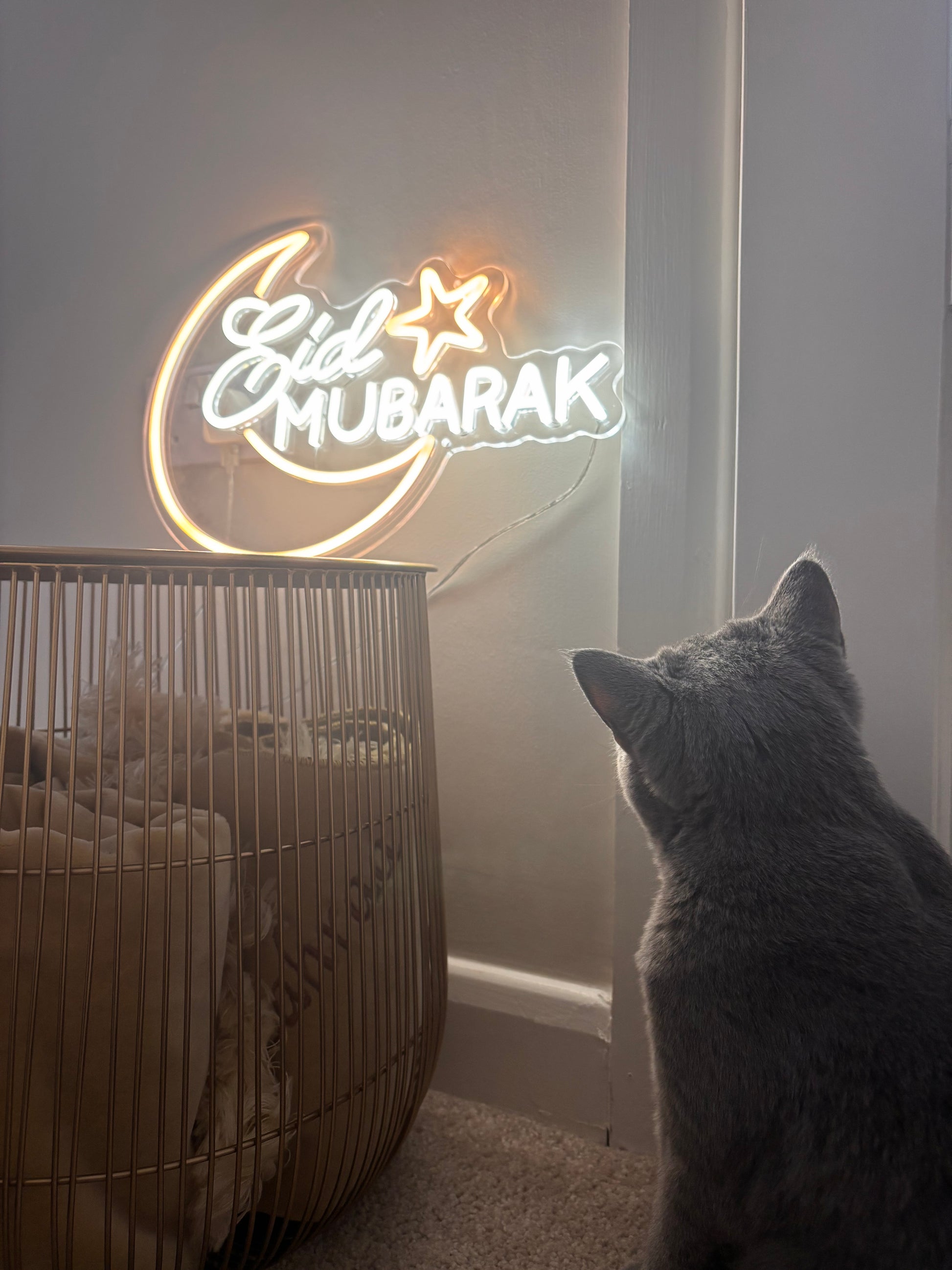Grey cat looking at a neon 'Eid Mubarak' sign on a wall.